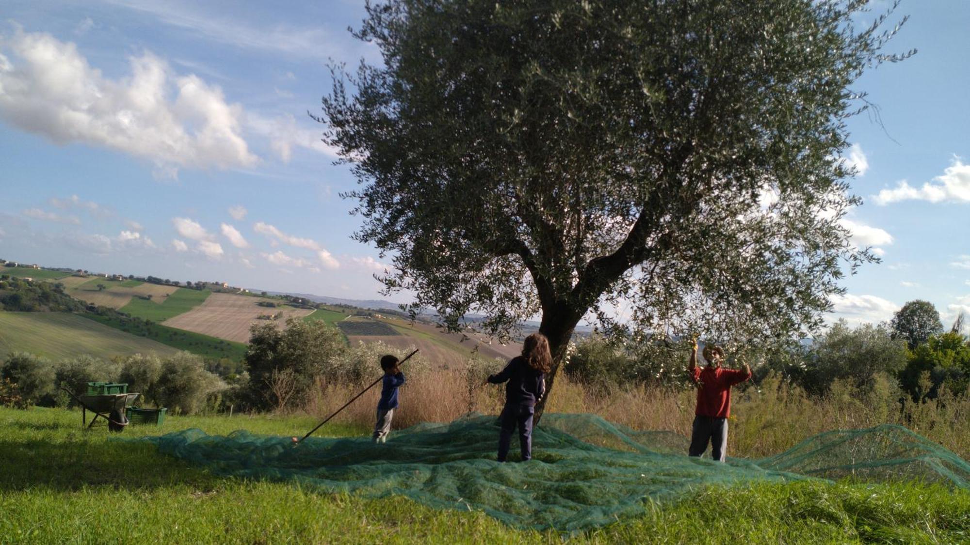 Belvedere Ostrense Agriturismo Campo Aperto المظهر الخارجي الصورة